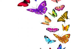 Vector background with flying butterflies. Flow wild butterflies and illustration summer butterfly with color wing
